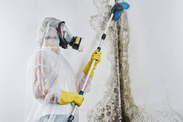 Biohazard Mold Removal in Ames, IA